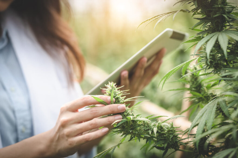 Understanding the Legal Aspects of Buying Weed in Canada