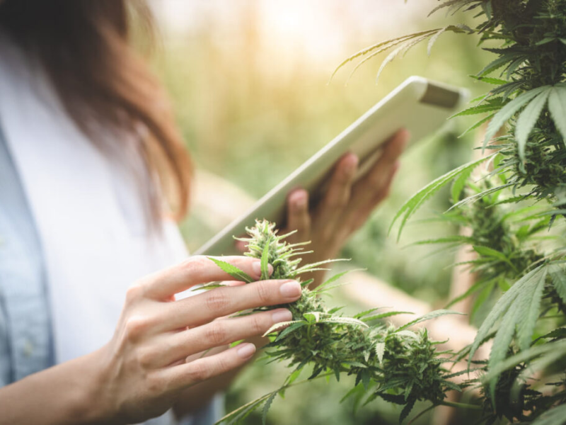 Understanding the Legal Aspects of Buying Weed in Canada